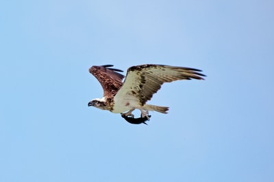 white and brown eagle flying during daytime